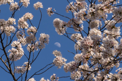 cherry blossm in moon