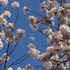 cherry blossm in moon