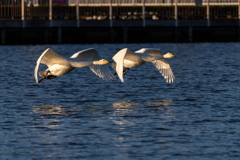 白鳥2025シーズン４２