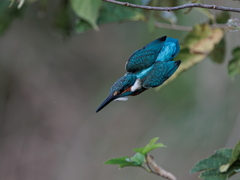 青い鳥39