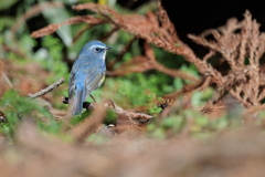 青い鳥