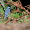 青い鳥