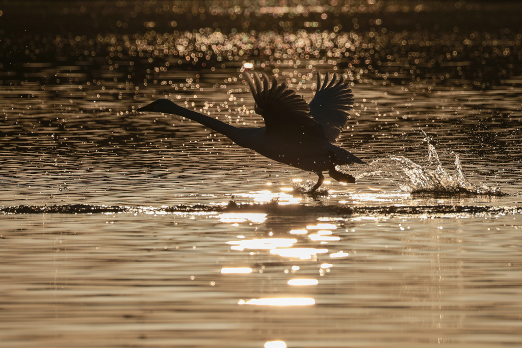 白鳥2025シーズン３
