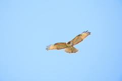 白鳥2023チョット一息