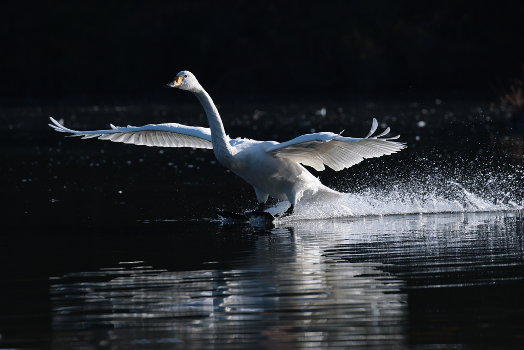 白鳥2025シーズン１５