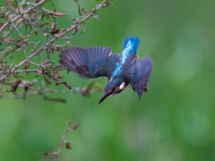 青い鳥64