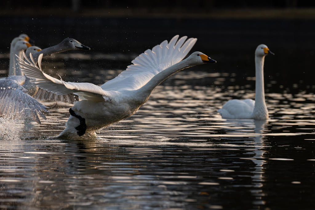 白鳥2025シーズン５９