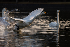 白鳥2025シーズン５９