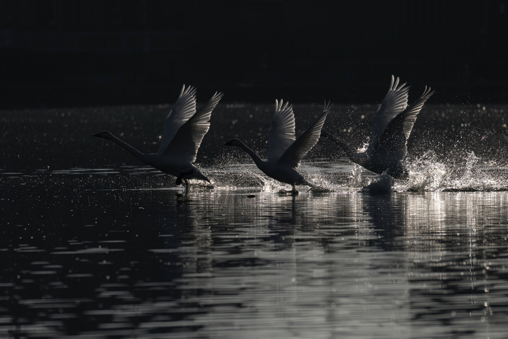 白鳥2025シーズン４７