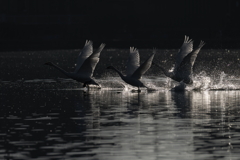 白鳥2025シーズン４７