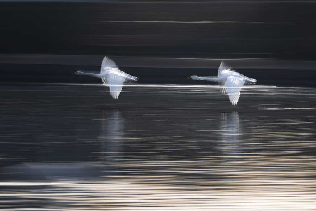 白鳥2025シーズン４１