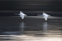 白鳥2025シーズン４１