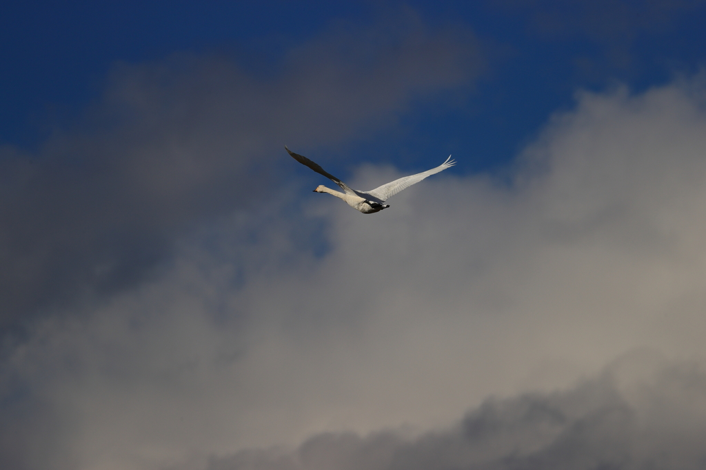 白鳥2023　33　彼方へ