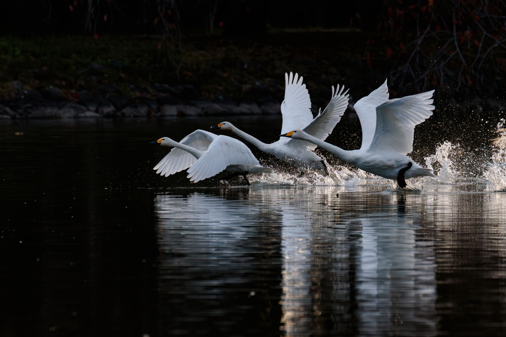 白鳥2025シーズン１３