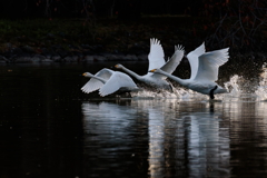 白鳥2025シーズン１３