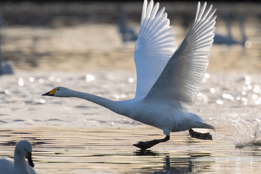 白鳥2025シーズン６５