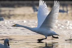 白鳥2025シーズン６５