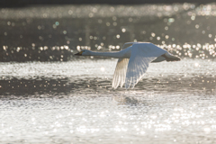 白鳥2025シーズン６