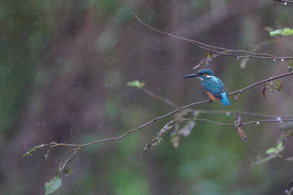 青い鳥56