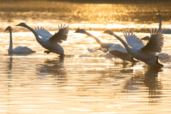 白鳥2025シーズン３７