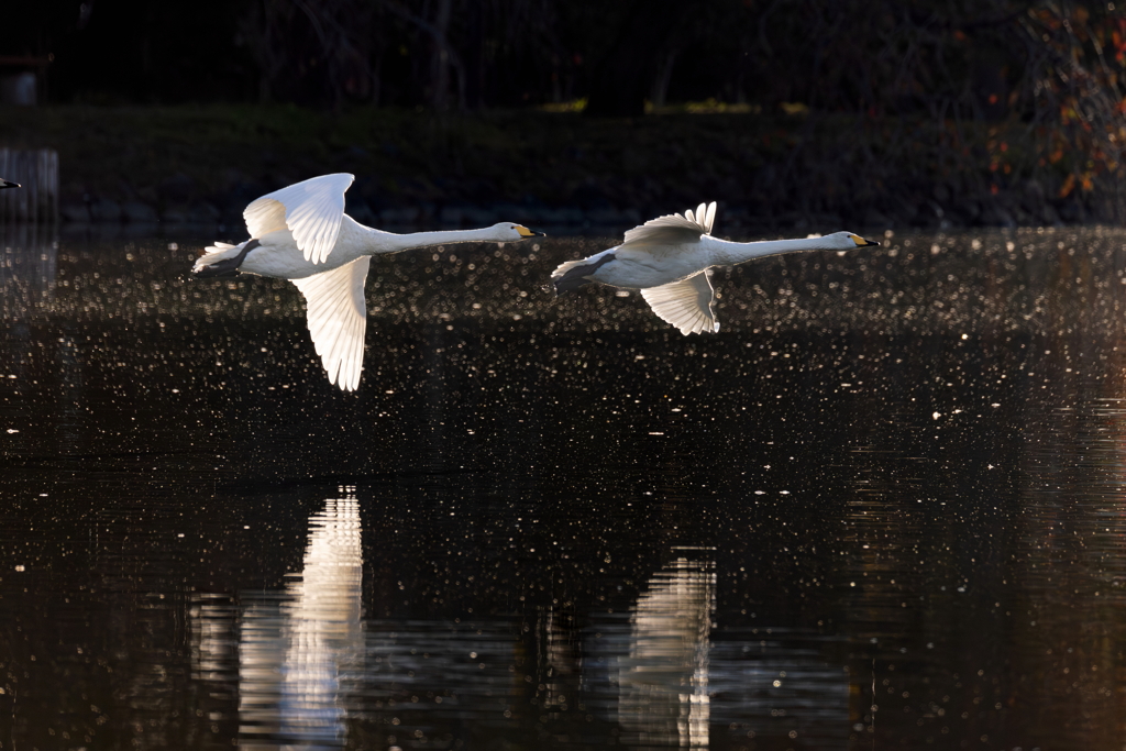 白鳥2025シーズン８
