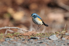 青い鳥