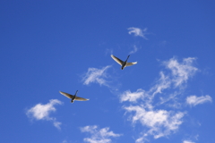 白鳥2022シーズン152　大空を行く