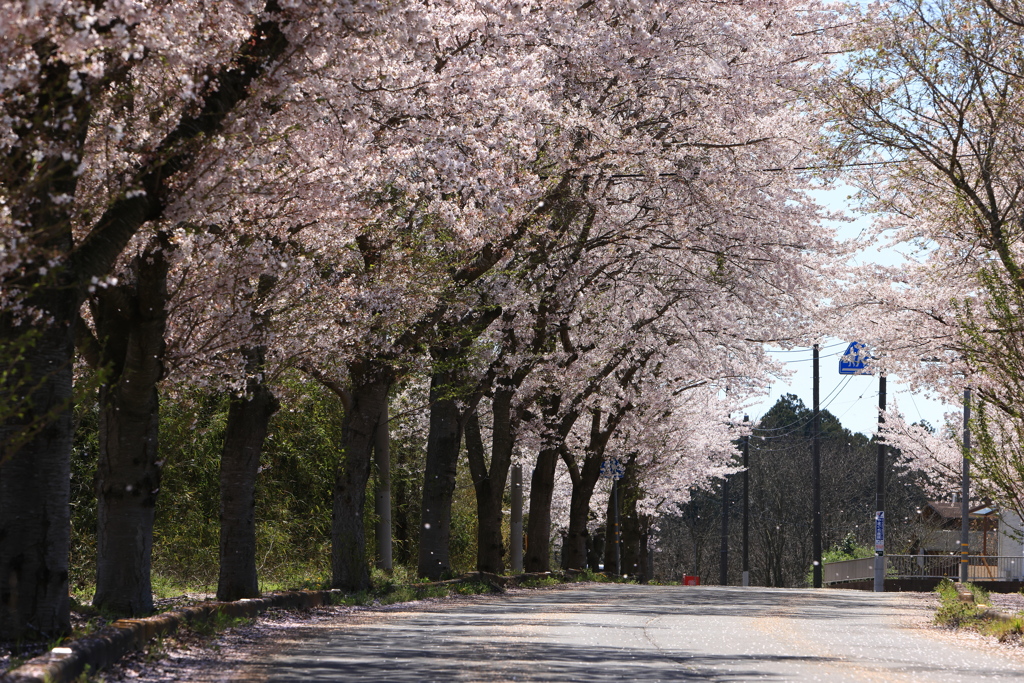 名も無い桜　七