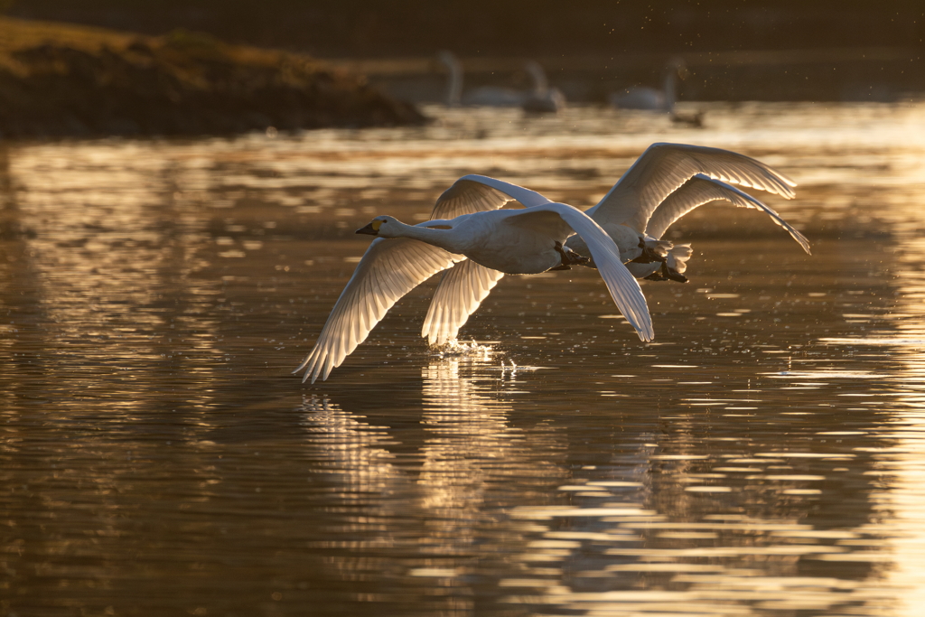 白鳥2025シーズン２３