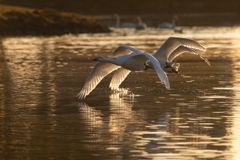 白鳥2025シーズン２３
