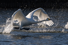 白鳥2025シーズン３３