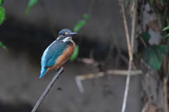 青い鳥44