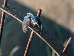 青い鳥38