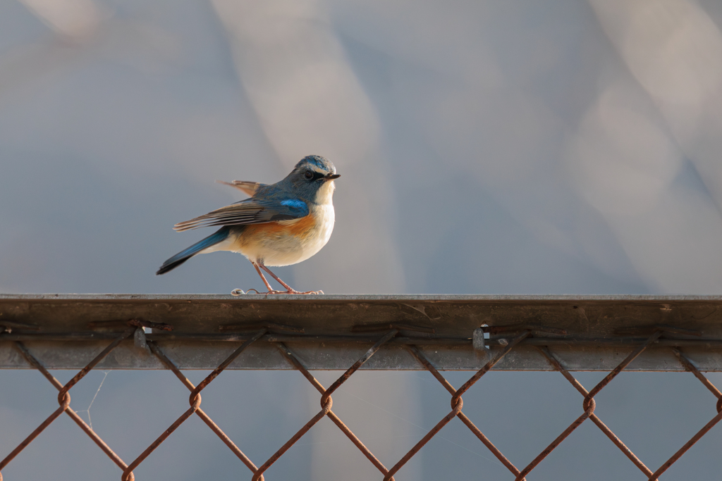 青い鳥