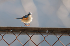 青い鳥