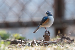 青い鳥