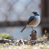 青い鳥