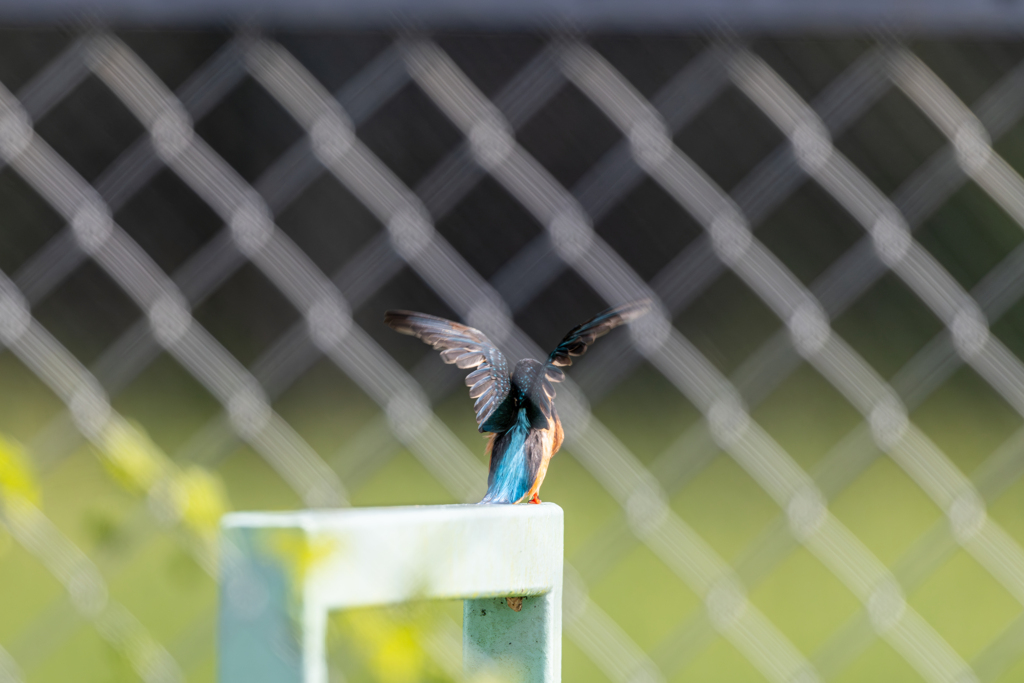 青い鳥