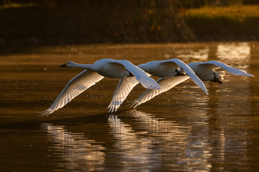 白鳥2025シーズン４