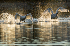 白鳥2025シーズン３０