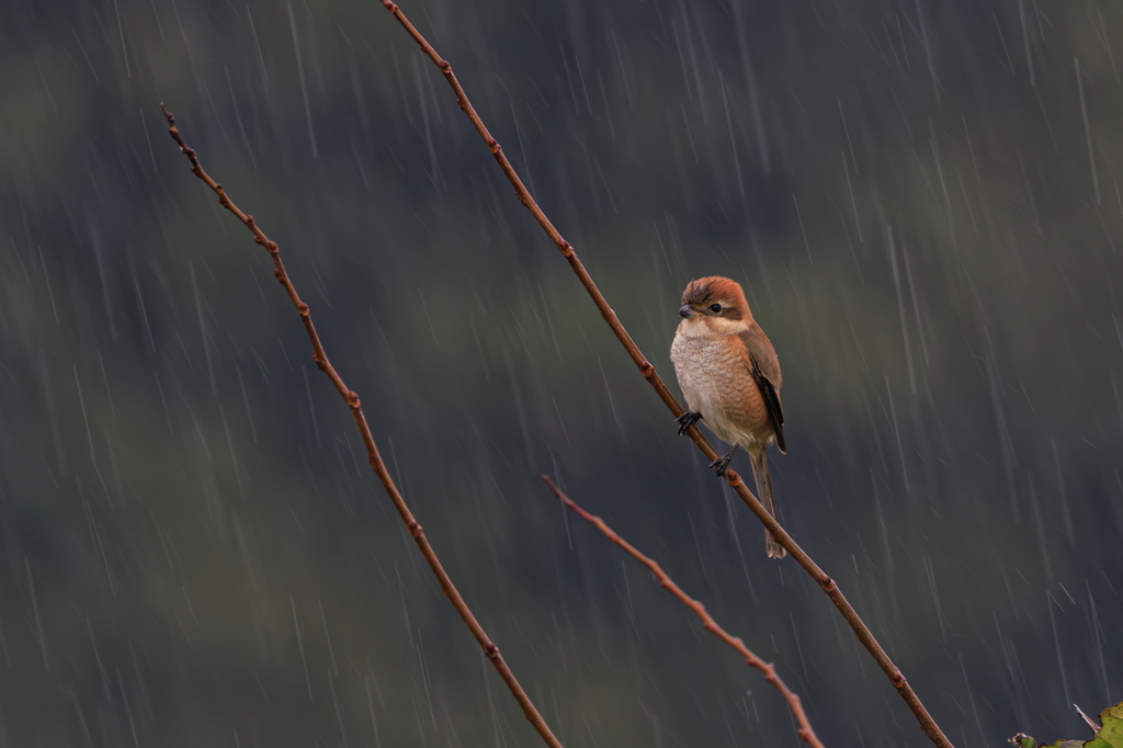 モズと雨