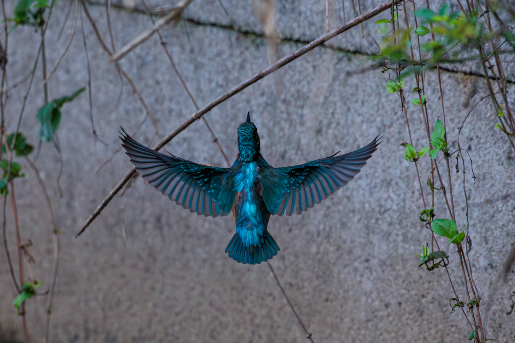 青い鳥