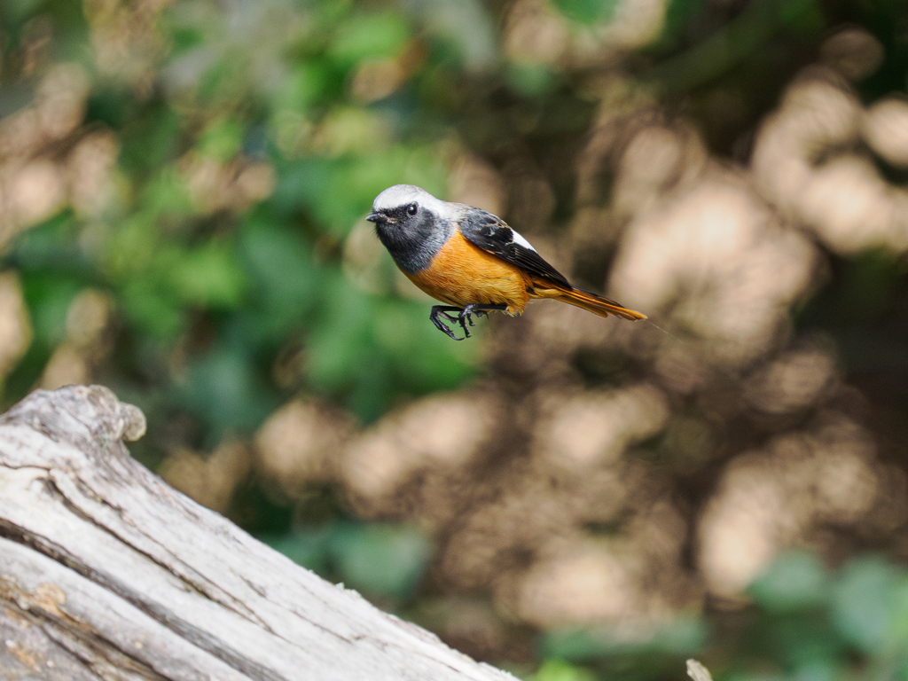 ジョウビタキくん