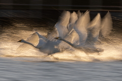 白鳥2025シーズン１７