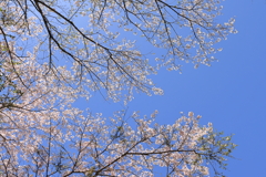 名も無い桜　六