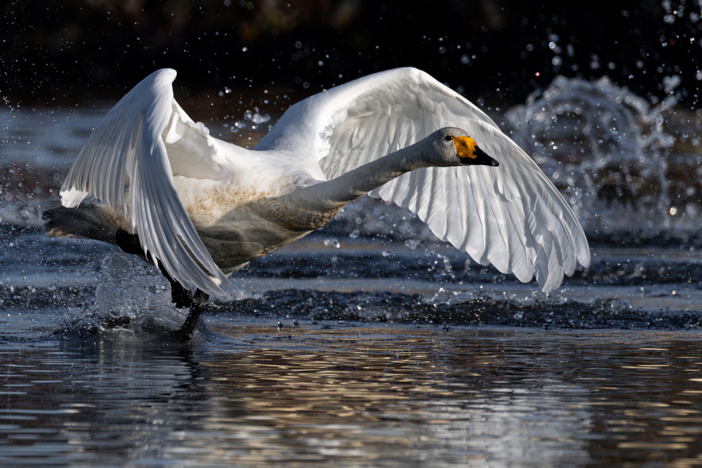 白鳥2025シーズン１４