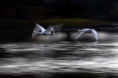 白鳥2025シーズン５