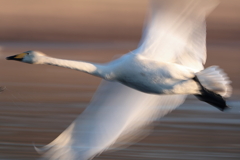 白鳥　二十七　流し撮り