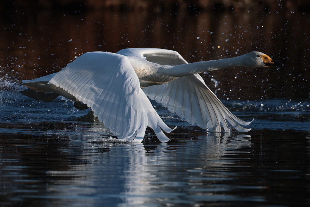 白鳥2025シーズン４３