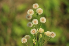 野の花